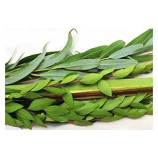 Extra Set Of Hadassim And Aravot -Perfect For Sukkot