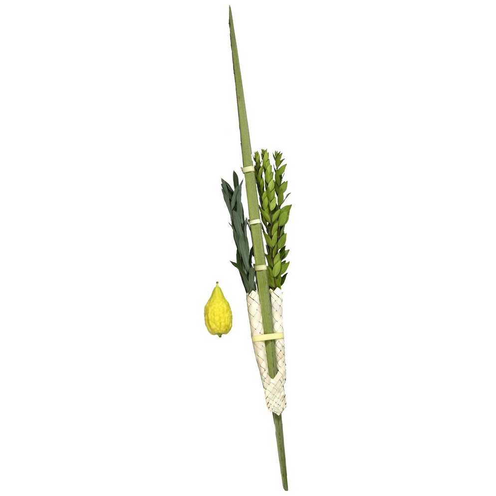 Lulav And  Etrog From Israel - No Pitom -Perfect For Sukkot